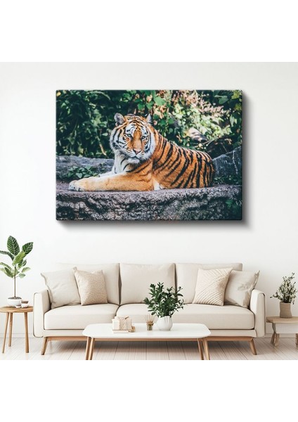 Bengal Kaplanı - Taş Üzerinde Dinlenen Yırtıcı Kanvas Tablo