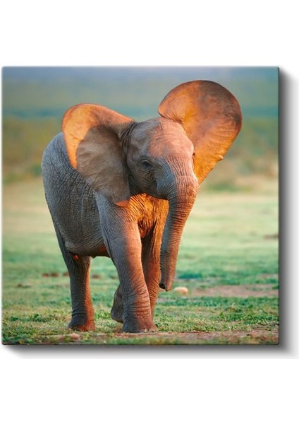 Yavru Fil - Savana Çayırlarının Sevimli Gezgini Kanvas Tablo fiyatları