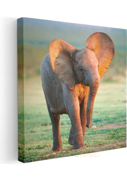 Yavru Fil - Savana Çayırlarının Sevimli Gezgini Kanvas Tablo modelleri