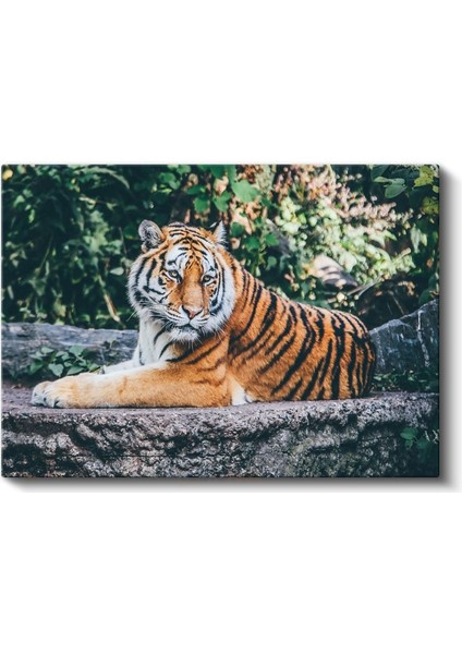 Bengal Kaplanı - Taş Üzerinde Dinlenen Yırtıcı Kanvas Tablo fiyatları