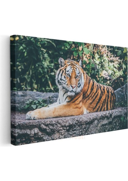 Bengal Kaplanı - Taş Üzerinde Dinlenen Yırtıcı Kanvas Tablo modelleri