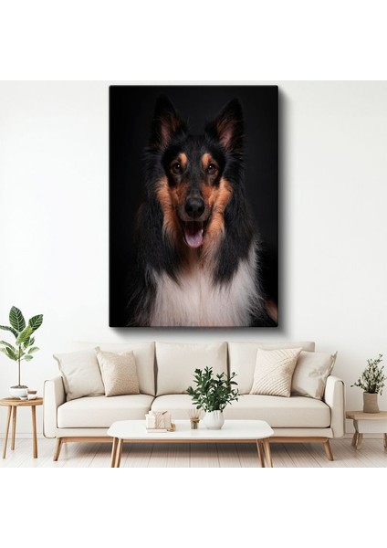 Collie Köpek - Siyah Zeminde Gülümseyen Sadık Dost Kanvas Tablo