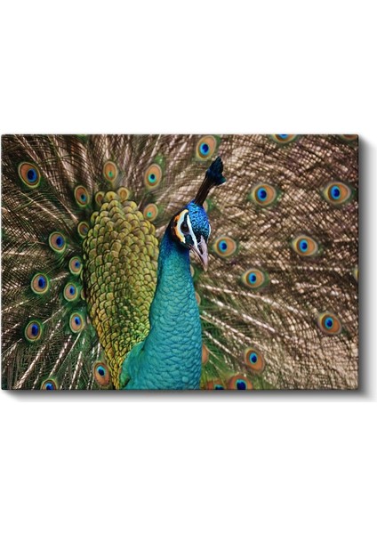 Tavus Kuşu Portresi - Mavi Görkemli Bakışlar Kanvas Tablo fiyatları