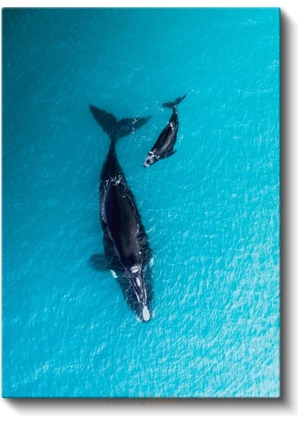 Okyanus Balinaları - Turkuaz Sularda Anne Yavru Ikilisi Kanvas Tablo fiyatları