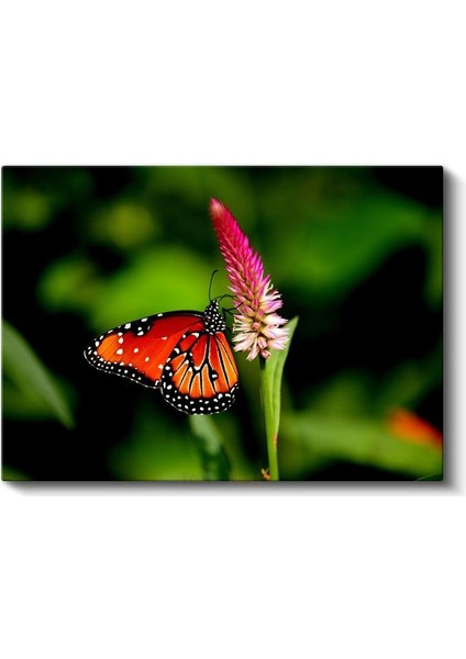 Kral Kelebeği - Turuncu Kanatları Açık Nektar Avcısı Kanvas Tablo fiyatları