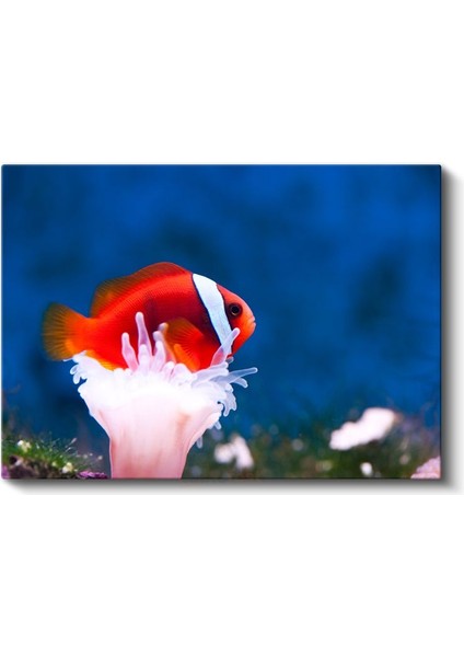 Palyaço Balığı - Mercan Dostunun Üzerinde Kanvas Tablo fiyatları