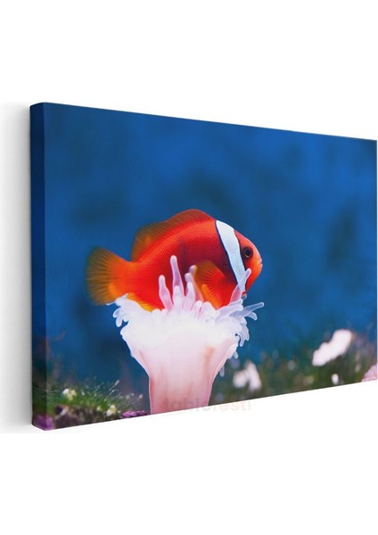 Palyaço Balığı - Mercan Dostunun Üzerinde Kanvas Tablo modelleri