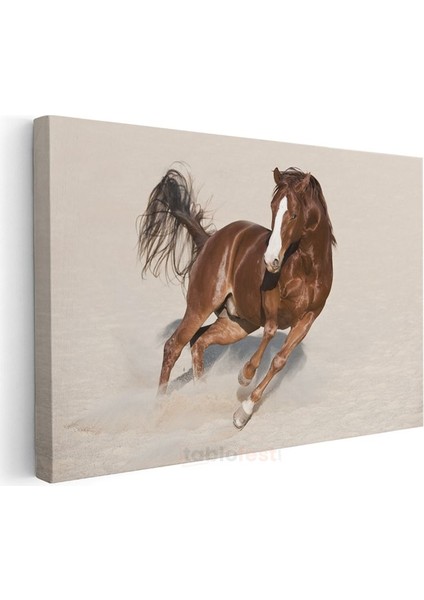 Koşan Arap Atı - Kumda Özgür Ruh Kanvas Tablo modelleri