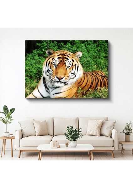 Bengal Kaplanı - Yeşil Otlakta Dinlenen Yırtıcı Kanvas Tablo