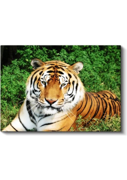 Bengal Kaplanı - Yeşil Otlakta Dinlenen Yırtıcı Kanvas Tablo fiyatları