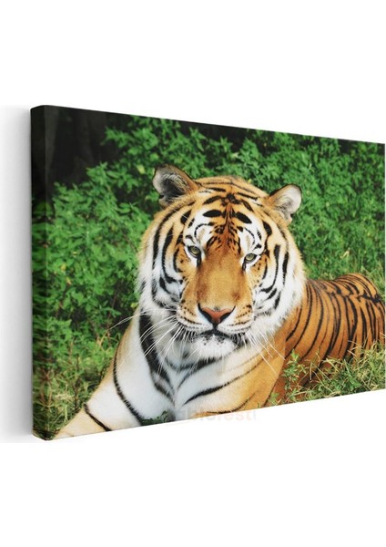Bengal Kaplanı - Yeşil Otlakta Dinlenen Yırtıcı Kanvas Tablo modelleri