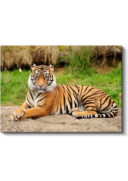 Bengal Kaplanı - Yeşil Çimende Dinlenen Çizgili Güzellik Kanvas Tablo fiyatları