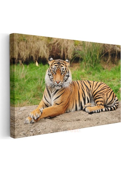 Bengal Kaplanı - Yeşil Çimende Dinlenen Çizgili Güzellik Kanvas Tablo modelleri