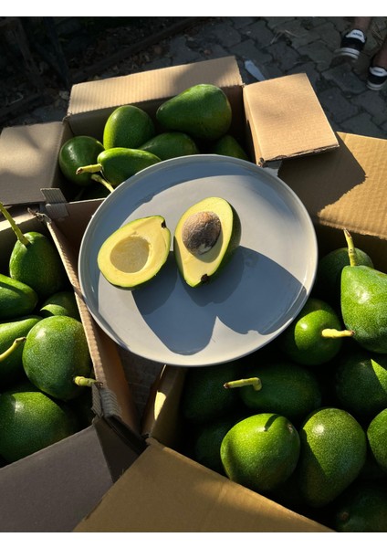 Avokado kg fiyatları