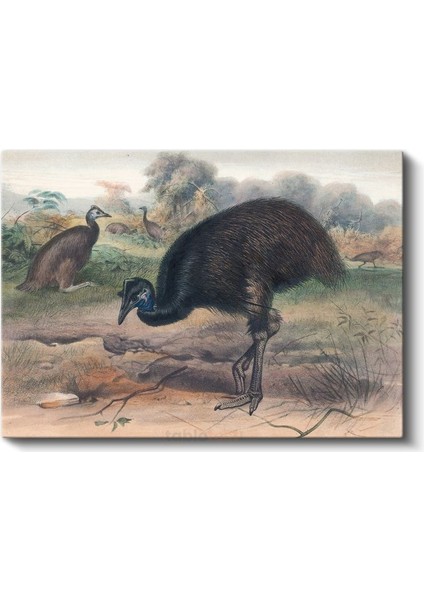 John Gould - Avustralya Emusu Kanvas Tablo fiyatları