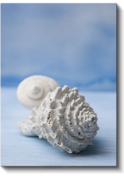 Deniz Kabukları - Okyanus Hazineleri Kanvas Tablo fiyatları