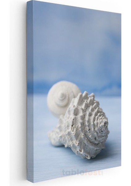 Deniz Kabukları - Okyanus Hazineleri Kanvas Tablo modelleri