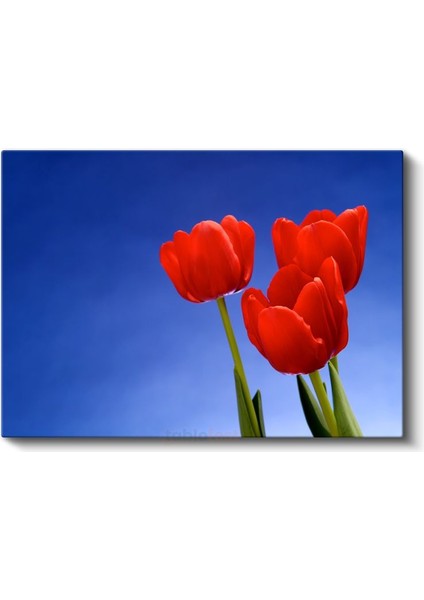 Kırmızı Laleler - Mavi Gökyüzü Altında Bahar Çiçekleri Kanvas Tablo fiyatları