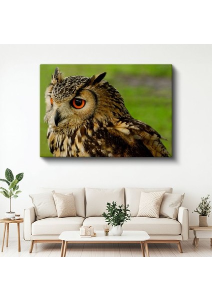 Puhu Baykuşu - Turuncu Gözlü Yırtıcı Kuş Kanvas Tablo