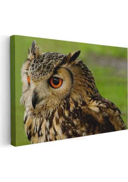Puhu Baykuşu - Turuncu Gözlü Yırtıcı Kuş Kanvas Tablo modelleri