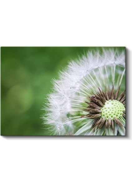 Karahindiba - Makro Çekim Doğal Detay Kanvas Tablo fiyatları