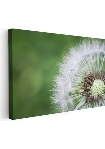 Karahindiba - Makro Çekim Doğal Detay Kanvas Tablo modelleri