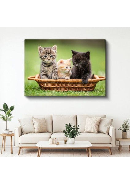 Sepetteki Yavru Kediler - Üç Renk Üç Sevimli Dost Kanvas Tablo