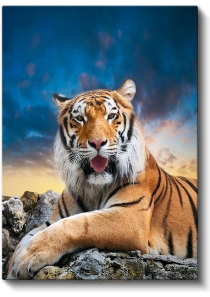 Bengal Kaplanı - Huzurlu Dinleniş Kanvas Tablo fiyatları