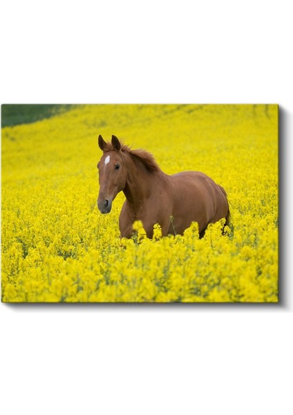 Çiçek Tarlasında At - Sarı Güzellikler Arasında Kanvas Tablo fiyatları
