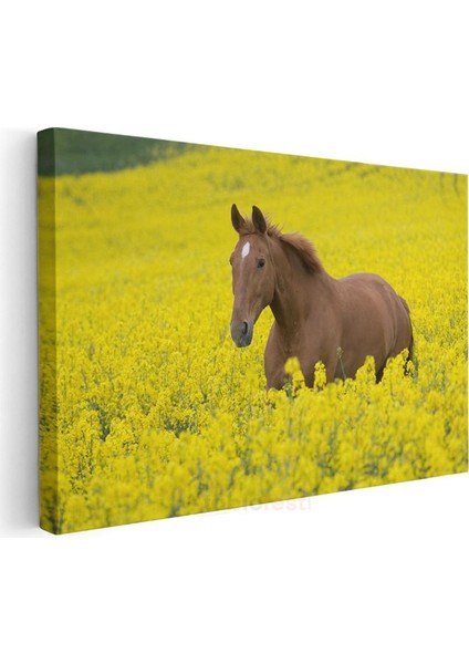 Çiçek Tarlasında At - Sarı Güzellikler Arasında Kanvas Tablo modelleri