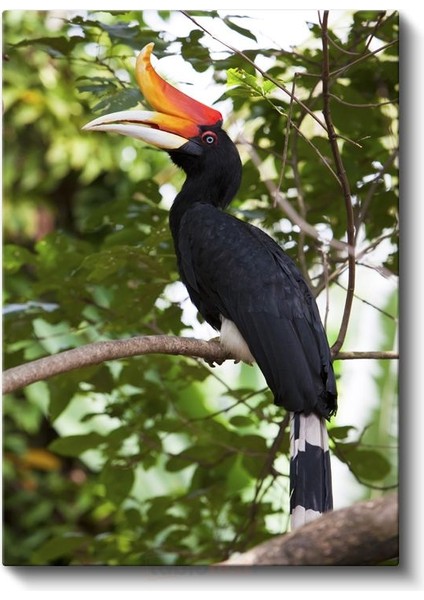 Boynuzlu Kuş - Görkemli Gagalı Egzotik Kuş Kanvas Tablo fiyatları