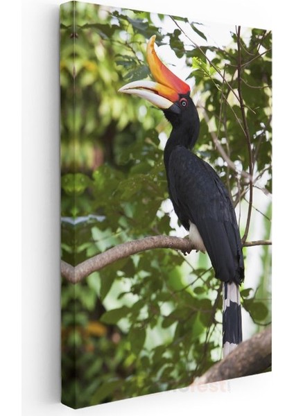 Boynuzlu Kuş - Görkemli Gagalı Egzotik Kuş Kanvas Tablo modelleri