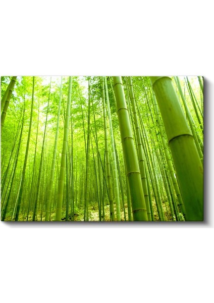 Bambu Ormanı - Canlı Yeşil Tonlarıyla Doğanın Huzuru Kanvas Tablo fiyatları