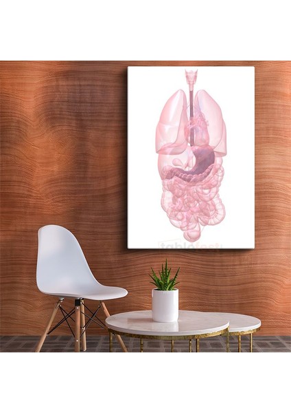 Iç Hastalıkları Uzmanı - Insan Anatomisi Kanvas Tablo