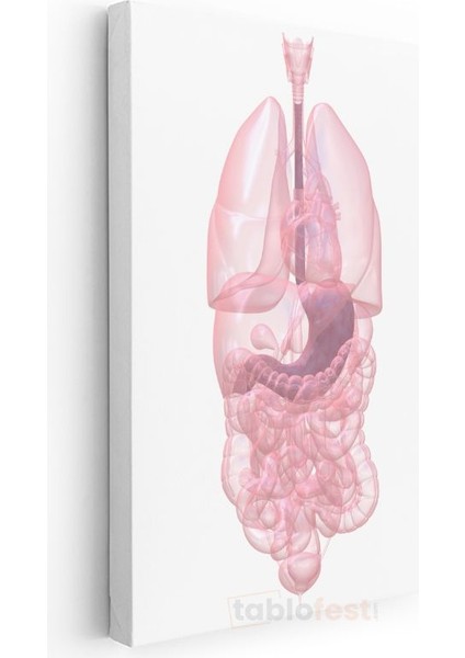 Iç Hastalıkları Uzmanı - Insan Anatomisi Kanvas Tablo modelleri