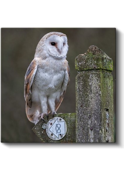 Peçeli Baykuş - Ahşap Çitte Bilge Bakışlar Kanvas Tablo fiyatları