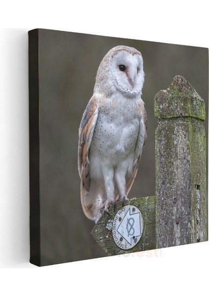 Peçeli Baykuş - Ahşap Çitte Bilge Bakışlar Kanvas Tablo modelleri