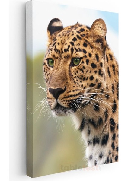 Leopar Portresi - Vahşi Bakış Kanvas Tablo modelleri