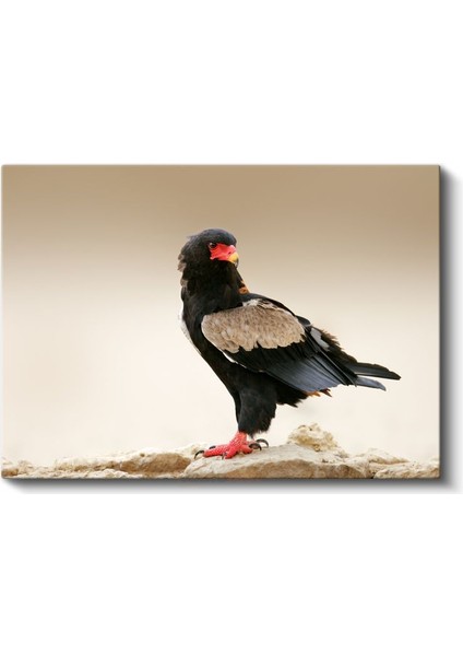 Bateleur Kartalı - Kırmızı Gagalı Yırtıcı Kuş Kanvas Tablo fiyatları