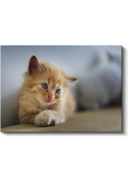 Kedi Yavrusu - Mavi Gözlü Minik Dostumuz Kanvas Tablo fiyatları