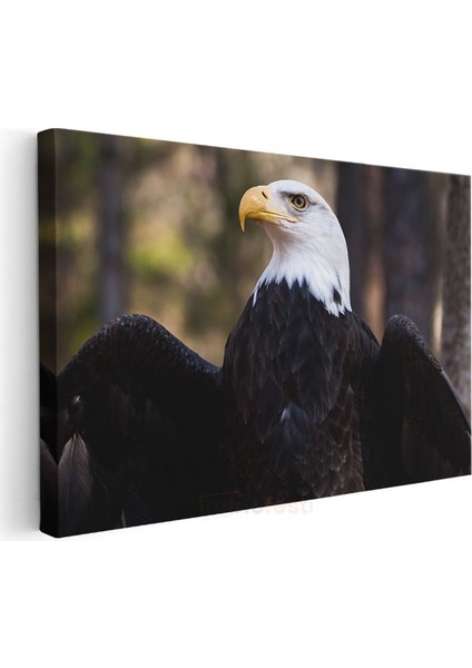 Amerikan Kartalı - Heybetli Duruş Kanvas Tablo modelleri