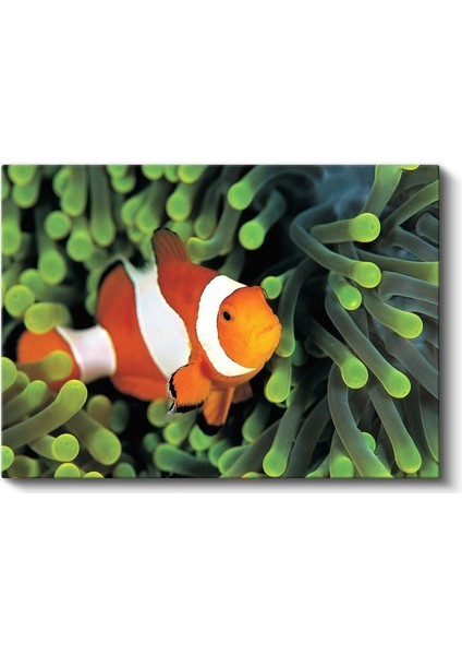 Palyaço Balığı - Mercan Resiflerinin Rengarenk Sakini Kanvas Tablo fiyatları