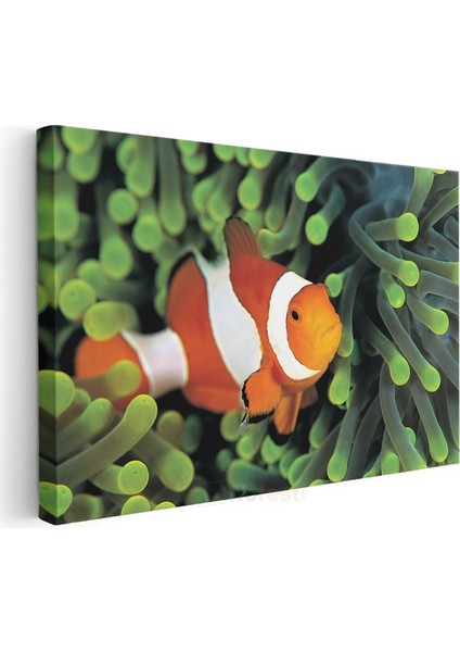 Palyaço Balığı - Mercan Resiflerinin Rengarenk Sakini Kanvas Tablo modelleri