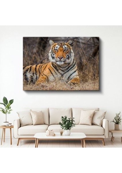Bengal Kaplanı - Kuru Otlar Arasında Asil Duruş Kanvas Tablo