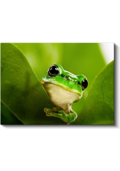 Yaprak Kurbağası - Yeşil Yaprakta Sakin Bekleyiş Kanvas Tablo fiyatları