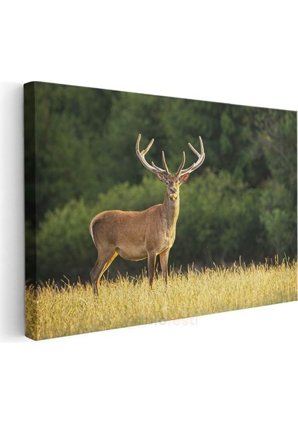 Boynuzlu Geyik - Altın Sarısı Çayırda Heybetli Bekleyiş Kanvas Tablo modelleri