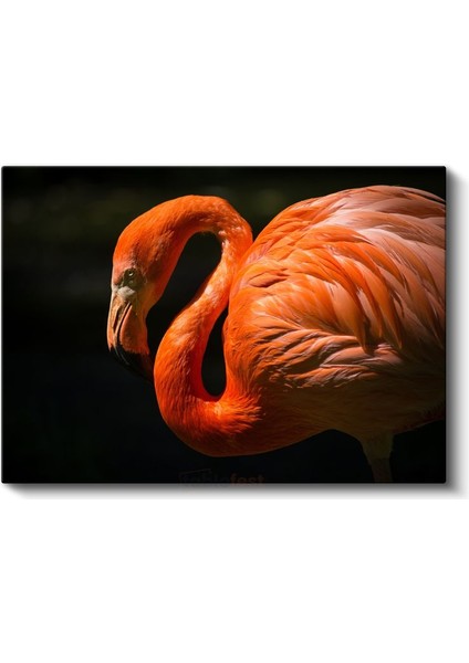 Flamingo Portresi - Turuncu Tüylerin Zarif Kıvrımları Kanvas Tablo fiyatları
