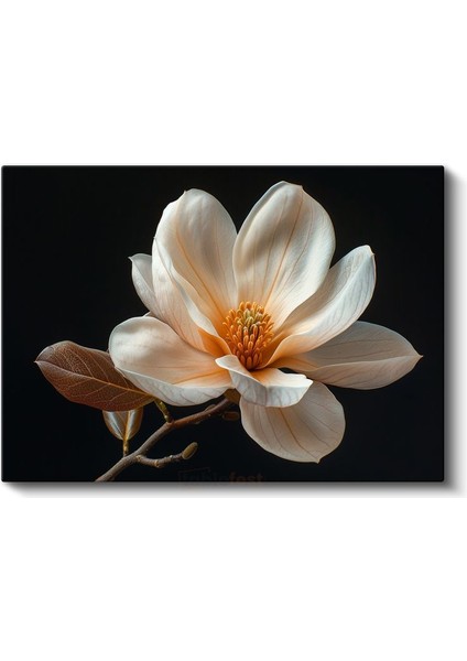 Magnolya Çiçeği - Siyah Zeminde Detaylı Botanik Illüstrasyon Kanvas Tablo fiyatları