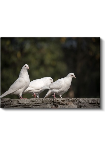 Güvercin Üçlüsü - Beyaz Kuşlar Topluluğu Kanvas Tablo fiyatları