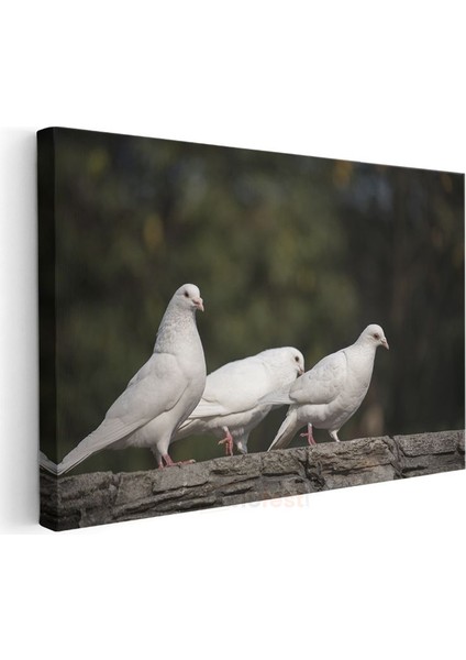 Güvercin Üçlüsü - Beyaz Kuşlar Topluluğu Kanvas Tablo modelleri